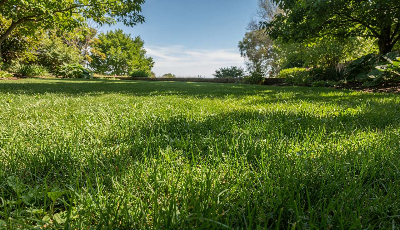 Combien de temps pour faire pousser le gazon ?