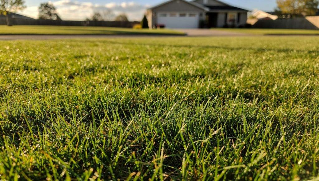 Revitaliser votre pelouse fatiguée : astuces efficaces