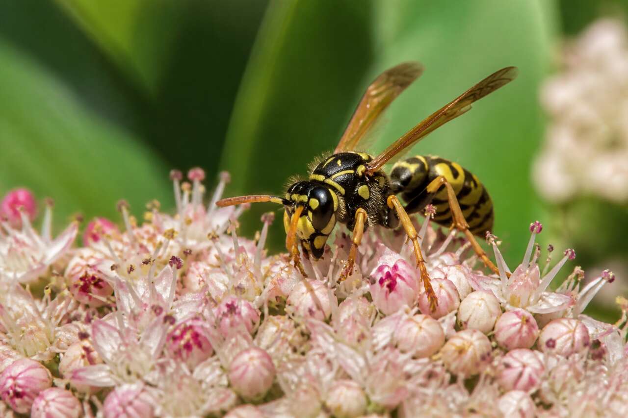 Comprendre le comportement des guêpes