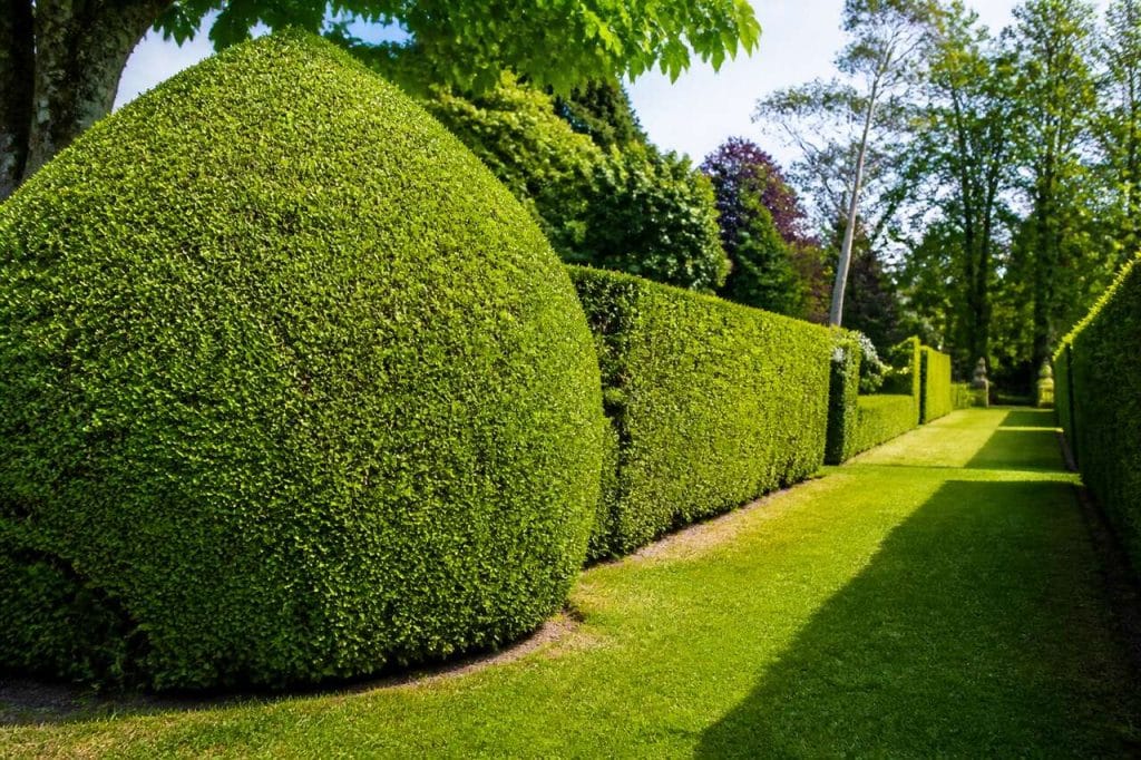 Haies taillées : les règles de l'art