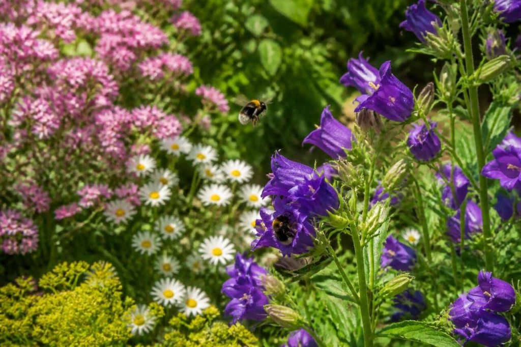 Comment éloigner les bourdons sans leur nuire ?