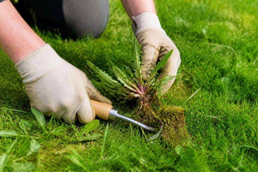Comment éliminer les mauvaises herbes de votre pelouse ?
