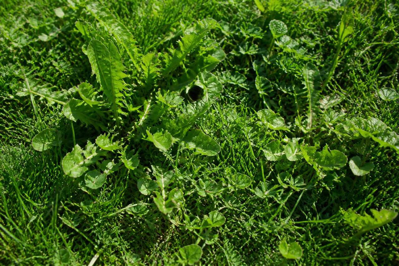 Pourquoi les mauvaises herbes envahissent une pelouse Pourquoi les mauvaises herbes envahissent une pelouse