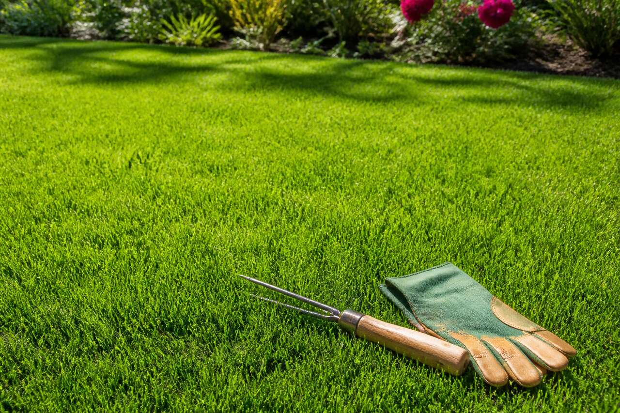 Désherbage naturel sur pelouse : ce qui est efficace et ce qui abîme le gazon Désherbage naturel sur pelouse : ce qui est efficace et ce qui abîme le gazon