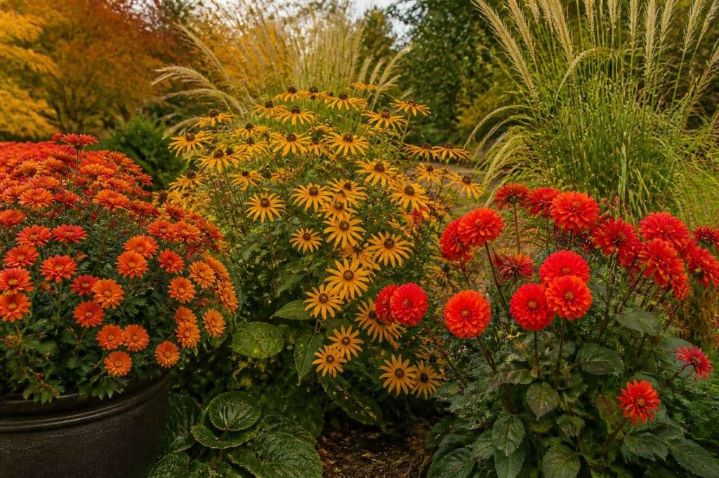 Plantes à floraison automnale : égayez votre jardin