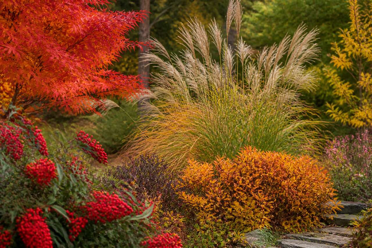 Feuillages, gramin&eacute;es et baies: l&rsquo;autre levier pour un jardin lumineux en automne